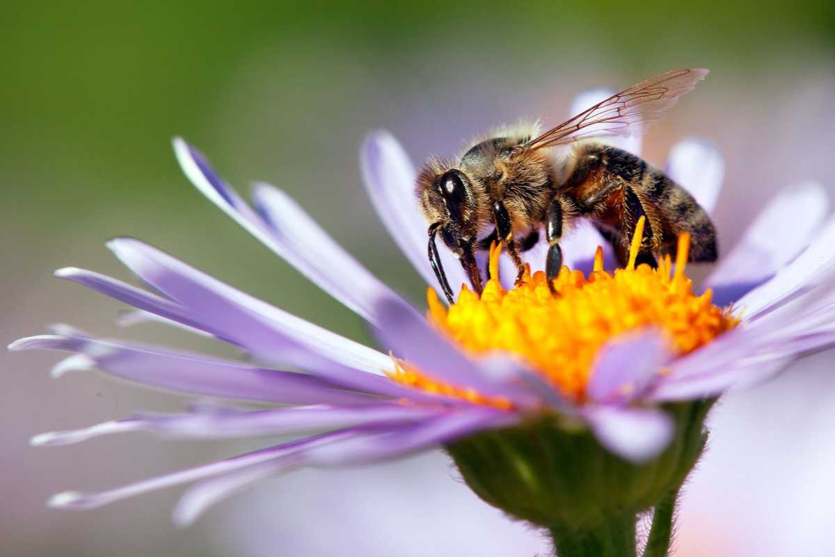 Steps to Help the Bees and Other Wild Pollinators