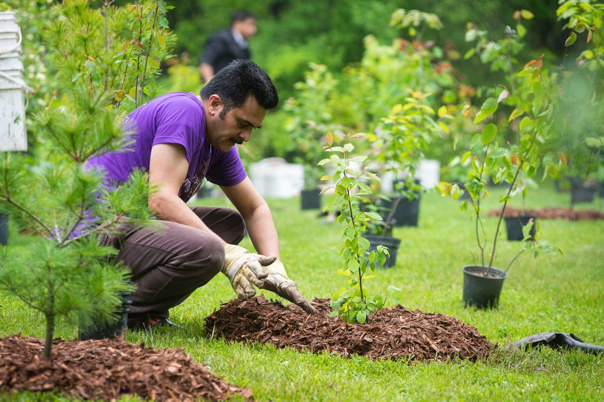 Stewardship Events and Tree Planting Calendar